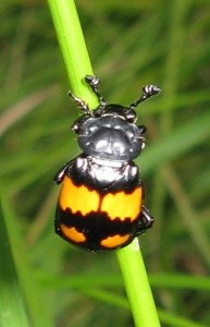 Grabarz pospolity [Nicrophorus vespillo].jpg