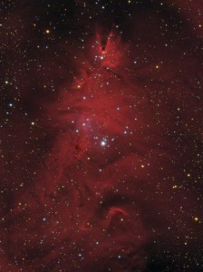 NGC 2264www.jpg