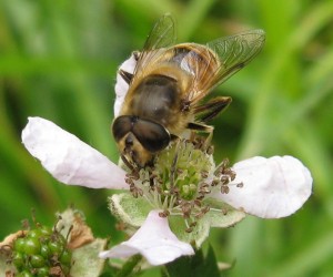 Gnojka-[Eristalis].jpg