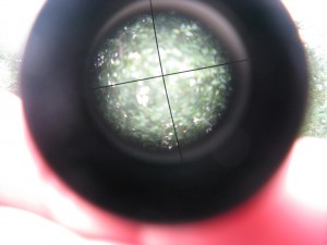 IMG_5094.jpg