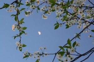 Wiosenny Księżyc.jpg
